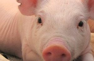 Pienso Porcino para cada etapa de producción